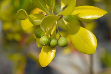 Obraz premium Mock Orange branch with fruit