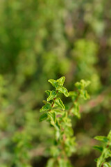 Balearic St Johns-wort leaves