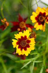 Plains tickseed flowers