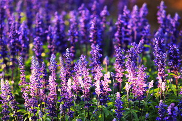 Naklejka premium 朝の光を受ける紫色が美しいファリナセア