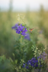 Photo of blue wildflowers and butterflies.