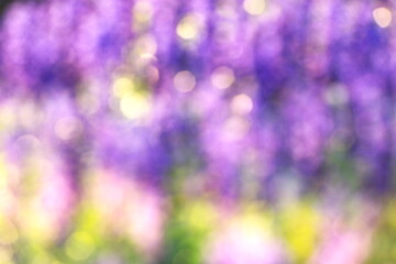 朝の光で紫が輝くファリナセアの背景イメージ