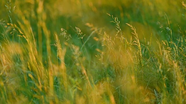 Bright grass swinging on gasps of wind. Evening in forest, last warm sun rays illuminating fresh grass