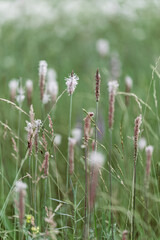 Plantago flowers growing on meadow, summer nature scenery with pink blossoming plantain close up, green pink blurred botanical background, soft focus, medical plants in flowering season, outside