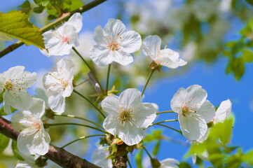 Blüten an einer Vogelkirsche (lat.: Prunus avium) im Frühling, Blühender Baum