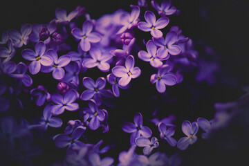 Beautiful purple flowers with delicate lilac blooms in late spring add a touch of romance to nature. 