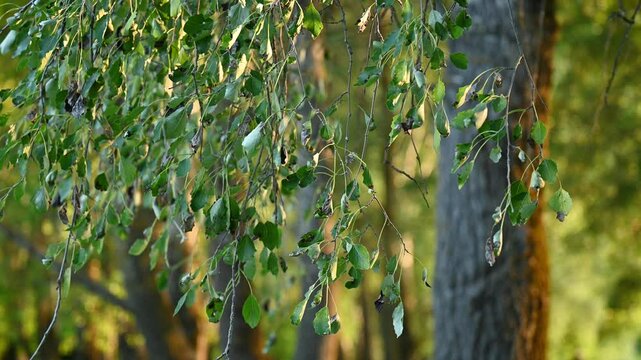 Branches of linden tree waving on the wind. Calm warm evening in forest, linden foliage on branches