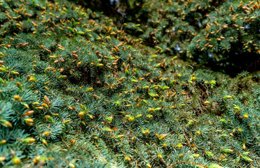 There are many young small cones on the branches of a pine tree in the forest.