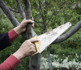 Man's hands sawing a tree