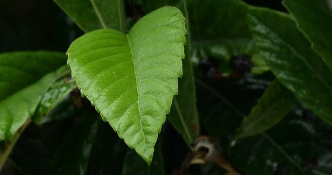 Rain and droplets on leaves of Mespilus germanica.