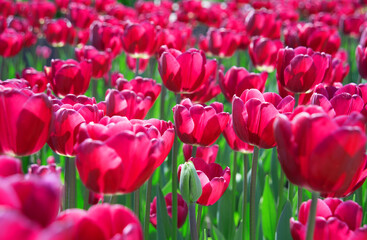 Field of bright tulip flowers