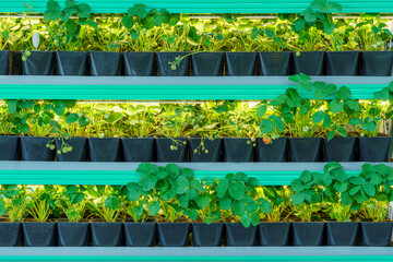Close up view of a vertical organic strawberry plantation, plant, eco food, nature
