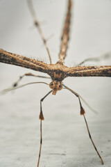 Details of a Feather Moth on a white wall (Pterophoridae)