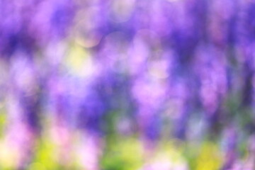 朝の光で紫が輝くファリナセアの背景イメージ