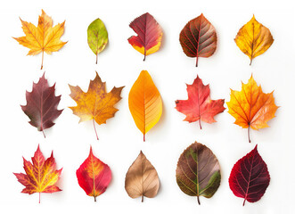 Obraz premium Autumn leaves isolated on white background collection