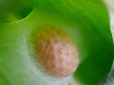 蜘蛛の卵
