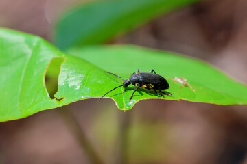 Close-up Allecula insects on bright green leaves in nature