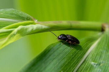 Close-up Cardiophorus on green leaves. Beautiful insect eye texture. The stunning beauty of nature.
