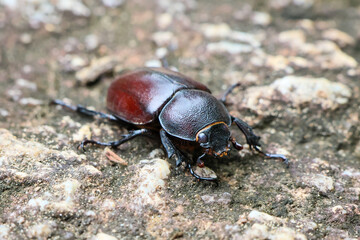 A large, female stag beetle on a rock. Highly detailed stag beetle. Natural female stag beetle