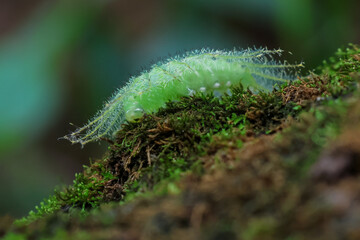 Common Baron caterpillar, Euthalia aconthea, green caterpillar with poisonous spines. On a mossy log in a damp forest Beautiful plants and animals in the perfect forest during the rainy season.