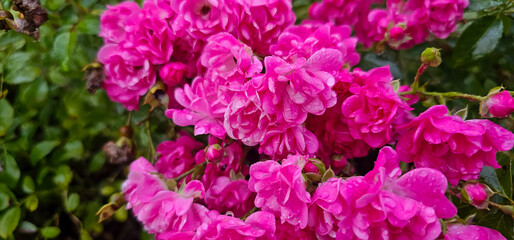 Rosa damascena, more commonly known as the Damask rose, or sometimes as Bulgarian rose, Turkish rose, Taif rose, Arab rose, is a rose hybrid, derived from Rosa gallica and Rosa moschata.