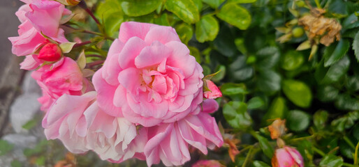 Beautiful pink roses. Damascena rose - Bulgarian rose used for perfumery. Rosa damascena close up photo.