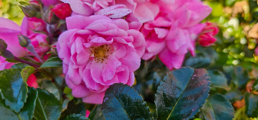 Beautiful pink roses. Damascena rose - Bulgarian rose used for perfumery. Rosa damascena close up photo.
