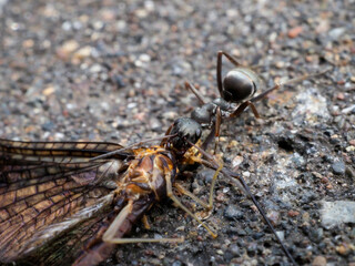 カゲロウを運ぶアリ