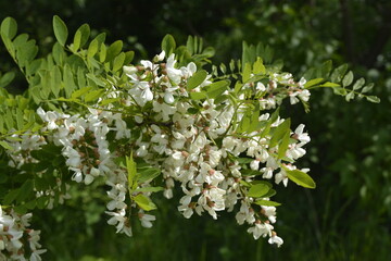 Black locust branch with flowers - Latin name - Robinia pseudoacacia