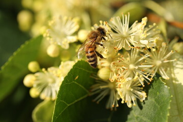 Small bee on light green flowers of linden tree. Summer linden blossom close up