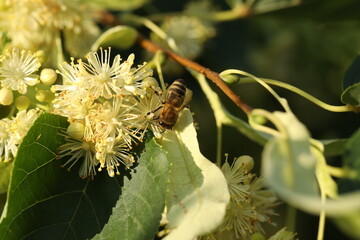 Small bee on light green flowers of linden tree. Summer linden blossom close up