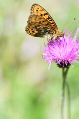 butterfly on flower