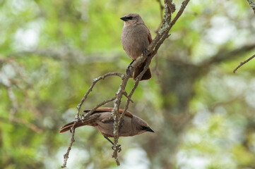 Bay winged Cowbird nesting, in Calden forest environment, La Pampa Province, Patagonia, Argentina.