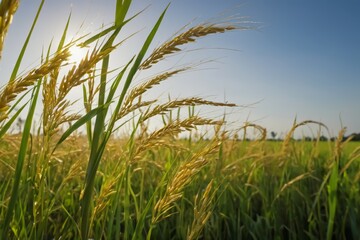 Fototapeta premium Golden rice in a wide rice field in the morning at sunrise