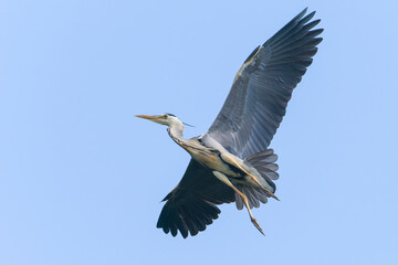 Graureiher im Flug