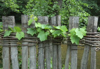 Wooden fence assembled of beams or logs old patched up woven wicker with bits of wood with vines leaves. Natural building concept. Green background nature 