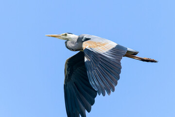 Graureiher im Flug