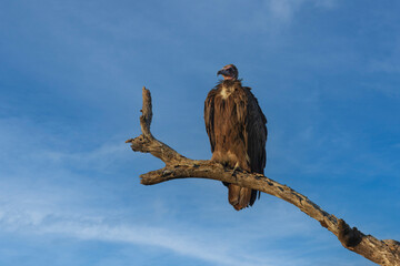 White-headed Vulture ,Trigonoceps occipitalis, in flight, fighting, A light brown, medium-sized vulture. It has whitish feathers on a dark head and neck, a pale bill.