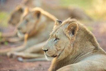 Portrait of a young male African lion (Panthera leo), Kruger National Park, South Africa, Captivating images of Africa's lions, Experience the the wild essence of the continent.