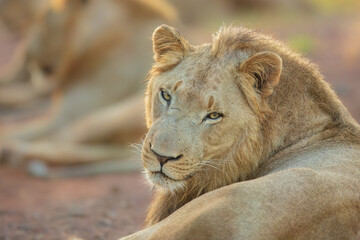 Portrait of a young male African lion (Panthera leo), Kruger National Park, South Africa, Captivating images of Africa's lions, Experience the the wild essence of the continent.