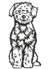 Bichon Frise SVG, Dog Breed SVG, Dog SVG, Pet SVG, Cat SVG, Best Friend SVG, Guard SVG, Dog Lover SVG, Peeking Animal SVG, Bichon Frise Silhouette, Vector, Clipart, Cut file for Cricut PNG, JPG, SVG