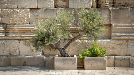 Two small trees planted in square stone planters are positioned against a stone wall. The trees are green and healthy, providing a splash of color against the tan stone
