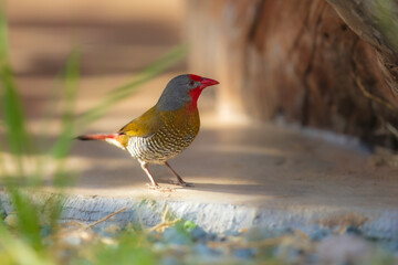 The green-winged pytilia (Pytilia melba) is a small colourful seed-eating bird in the family Estrildidae. It is widespread throughout Sub-Saharan Africa