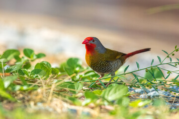 The green-winged pytilia (Pytilia melba) is a small colourful seed-eating bird in the family Estrildidae. It is widespread throughout Sub-Saharan Africa