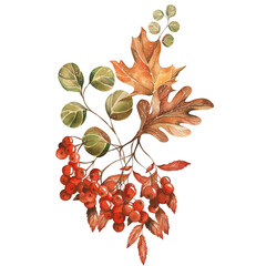 Bright Composition Autumn Leaves Oak, Maple, Rowan berries, Eucalyptus. Watercolor illustration. For Postcards, Websites, Wallpaper, Packaging, Textiles, Stationery