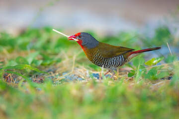 The green-winged pytilia (Pytilia melba) is a small colourful seed-eating bird in the family Estrildidae. It is widespread throughout Sub-Saharan Africa