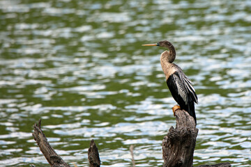 Anhinga perched on a tree stump facing to the left