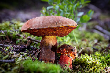 Autumn season for collecting edible mushrooms.