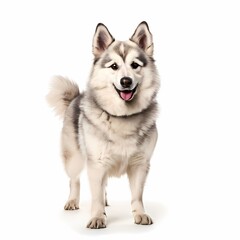 Fototapeta premium Hllefors elkhound dog breed standing on white background, AI Generated