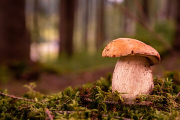 White mushroom in the autumn forest.